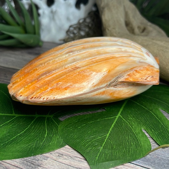 XL Real Double Closed Polished Lion Paws Shell White Coral Purple Beach Coastal - Picture 9 of 17